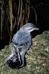 Fairy prion | Tītī wainui. Adult. Open Bay Islands, August 1986. Image © Alan Tennyson by Alan Tennyson.