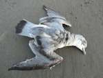 Fairy prion | Tītī wainui. Dorsal view of bird dead on beach. Waikanae Beach, October 2012. Image © Alan Tennyson by Alan Tennyson.