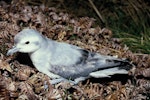 Fairy prion | Tītī wainui. Adult on ground. Antipodes Island, November 1995. Image © Alan Tennyson by Alan Tennyson.