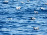 Fairy prion | Tītī wainui. Adults feeding at the surface. Near Mokohinau Islands, February 2013. Image © Alan Tennyson by Alan Tennyson.