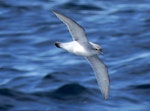 Fulmar prion. Adult in flight. At sea off the Bounty Islands, October 2019. Image © Alan Tennyson by Alan Tennyson.