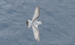 Fulmar prion. Adult in flight. At sea off the Bounty Islands, October 2019. Image © Alan Tennyson by Alan Tennyson.