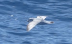 Fulmar prion. Adult in flight. At sea off the Bounty Islands, October 2019. Image © Alan Tennyson by Alan Tennyson.