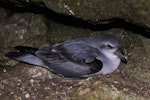 Fulmar prion. Adult 'pyramidalis' subspecies on nest. Forty Fours, Chatham Islands, December 2009. Image © Mark Fraser by Mark Fraser.