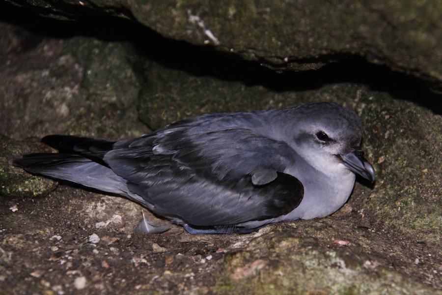 Pyramid prion. Adult on nest. Forty Fours, Chatham Islands, December 2009. Image © Mark Fraser by Mark Fraser.