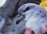 Pyramid prion. Close view of adult. The Pyramid, Chatham Islands, December 1987. Image © Alan Tennyson by Alan Tennyson.