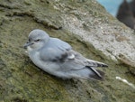 Fulmar prion. Adult. Bounty Islands, October 2012. Image © Paul Sagar by Paul Sagar.