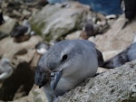 Fulmar prion. Adult. Proclamation Island, Bounty Islands, October 2013. Image © Paul Sagar by Paul Sagar.