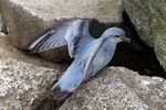 Fulmar prion. Adult. Proclamation Island, Bounty Islands, October 2019. Image © Alan Tennyson by Alan Tennyson.