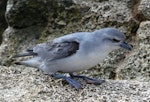 Fulmar prion. Adult. Proclamation Island, Bounty Islands, October 2019. Image © Alan Tennyson by Alan Tennyson.