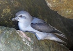 Fulmar prion. Adult. Proclamation Island, Bounty Islands, October 2019. Image © Alan Tennyson by Alan Tennyson.