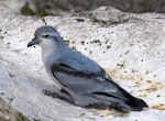 Fulmar prion. Adult. Proclamation Island, Bounty Islands, October 2019. Image © Alan Tennyson by Alan Tennyson.