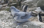 Fulmar prion. Adults. Proclamation Island, Bounty Islands, October 2019. Image © Alan Tennyson by Alan Tennyson.