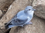 Fulmar prion. Adult. Proclamation Island, Bounty Islands, October 2019. Image © Alan Tennyson by Alan Tennyson.