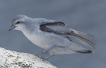 Fulmar prion. Adult. Proclamation Island, Bounty Islands, October 2019. Image © Alan Tennyson by Alan Tennyson.