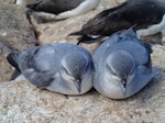 Fulmar prion. Courting pair. Proclamation Island, Bounty Islands, October 2013. Image © Paul Sagar by Paul Sagar.