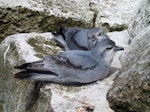 Fulmar prion. Courting pair. Proclamation Island, Bounty Islands, October 2013. Image © Paul Sagar by Paul Sagar.