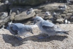 Fulmar prion. Adults. Proclamation Island, Bounty Islands, October 2019. Image © Alan Tennyson by Alan Tennyson.