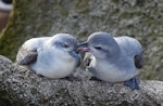 Fulmar prion. Adults. Proclamation Island, Bounty Islands, October 2019. Image © Alan Tennyson by Alan Tennyson.