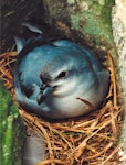 Pyramid prion. Adult on nest. The Pyramid, Chatham Islands. Image © Christopher Robertson by Christopher Robertson.