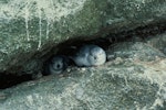 Fulmar prion. Adult pair at nest. Bounty Islands. Image © Department of Conservation (image ref: 10031693) by Murray Williams, Department of Conservation.