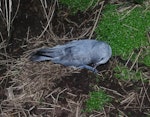 Fulmar prion. Lesser fulmar prion fledgling. Disappointment Island, Auckland Islands, January 2018. Image © Colin Miskelly by Colin Miskelly.