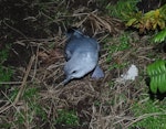 Fulmar prion. Lesser fulmar prion fledgling. Disappointment Island, Auckland Islands, January 2018. Image © Colin Miskelly by Colin Miskelly.