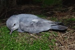 Fulmar prion. Lesser fulmar prion fledgling. Disappointment Island, Auckland Islands, January 2018. Image © Colin Miskelly by Colin Miskelly.