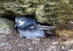 Fulmar prion. Adult on nest. Proclamation Island, Bounty Islands, October 2019. Image © Alan Tennyson by Alan Tennyson.