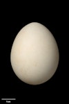 Fulmar prion. Egg 45.6 x 35.5 mm (NMNZ OR.021122, collected by Christopher Robertson). Bounty Islands, November 1978. Image © Te Papa by Jean-Claude Stahl.