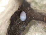 Fulmar prion. Egg in nest. Proclamation Island, Bounty Islands, October 2019. Image © Alan Tennyson by Alan Tennyson.