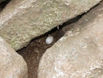 Fulmar prion. Egg in nest. Proclamation Island, Bounty Islands, October 2019. Image © Alan Tennyson by Alan Tennyson.