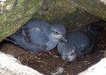 Fulmar prion. Adults at nest. Proclamation Island, Bounty Islands, October 2019. Image © Alan Tennyson by Alan Tennyson.