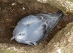 Fulmar prion. Adult on nest. Proclamation Island, Bounty Islands, October 2019. Image © Alan Tennyson by Alan Tennyson.