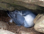 Fulmar prion. Adult asleep on nest. Proclamation Island, Bounty Islands, October 2019. Image © Alan Tennyson by Alan Tennyson.