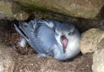 Fulmar prion. Adult yawning on nest. Proclamation Island, Bounty Islands, October 2019. Image © Alan Tennyson by Alan Tennyson.