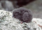 Fulmar prion. Chick. Toru Islet, Western Chain, Snares Islands, December 1984. Image © Colin Miskelly by Colin Miskelly.