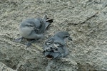 Fulmar prion. Adults at breeding colony. Bounty Islands. Image © Department of Conservation (image ref: 10034495) by Murray Williams, Department of Conservation.