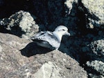 Fulmar prion. Adult. Toru Islet, Western Chain, Snares Islands, February 1984. Image © Colin Miskelly by Colin Miskelly.