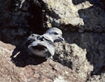 Fulmar prion. Adult. Rima Islet, Western Chain, Snares Islands, February 1984. Image © Colin Miskelly by Colin Miskelly.