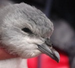 Fulmar prion. Lesser fulmar prion fledgling. Ewing Island, Auckland Islands, January 2018. Image © Colin Miskelly by Colin Miskelly.