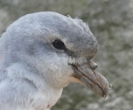 Fulmar prion. Adult. Proclamation Island, Bounty Islands, October 2019. Image © Alan Tennyson by Alan Tennyson.