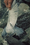 Pyramid prion. Adult showing underwing. The Pyramid, Chatham Islands, September 1974. Image © Department of Conservation (image ref: 10036069) by Chris Robertson, Department of Conservation.