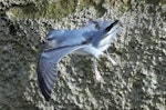 Fulmar prion. Adult in flight. Proclamation Island, Bounty Islands, October 2019. Image © Alan Tennyson by Alan Tennyson.