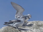 Fulmar prion. Adults. Proclamation Island, Bounty Islands, October 2019. Image © Alan Tennyson by Alan Tennyson.