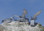 Fulmar prion. Adults. Proclamation Island, Bounty Islands, October 2019. Image © Alan Tennyson by Alan Tennyson.