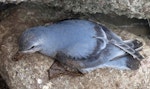 Fulmar prion. Adult, muddy from nest site. Proclamation Island, Bounty Islands, October 2019. Image © Alan Tennyson by Alan Tennyson.