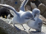 Fulmar prion. Adults courting. Proclamation Island, Bounty Islands, October 2019. Image © Alan Tennyson by Alan Tennyson.