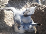 Fulmar prion. Copulating pair. Proclamation Island, Bounty Islands, October 2013. Image © Matt Charteris by Matt Charteris.