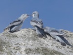 Fulmar prion. Adults. Proclamation Island, Bounty Islands, October 2019. Image © Alan Tennyson by Alan Tennyson.